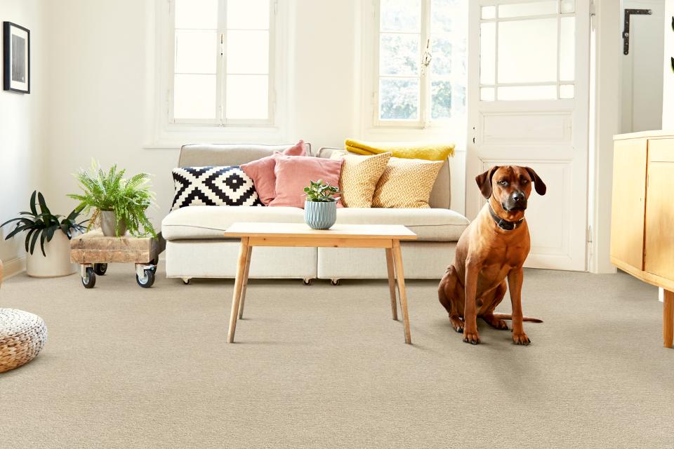 beige carpet in living room with wooden furniture and white couch with a dog.